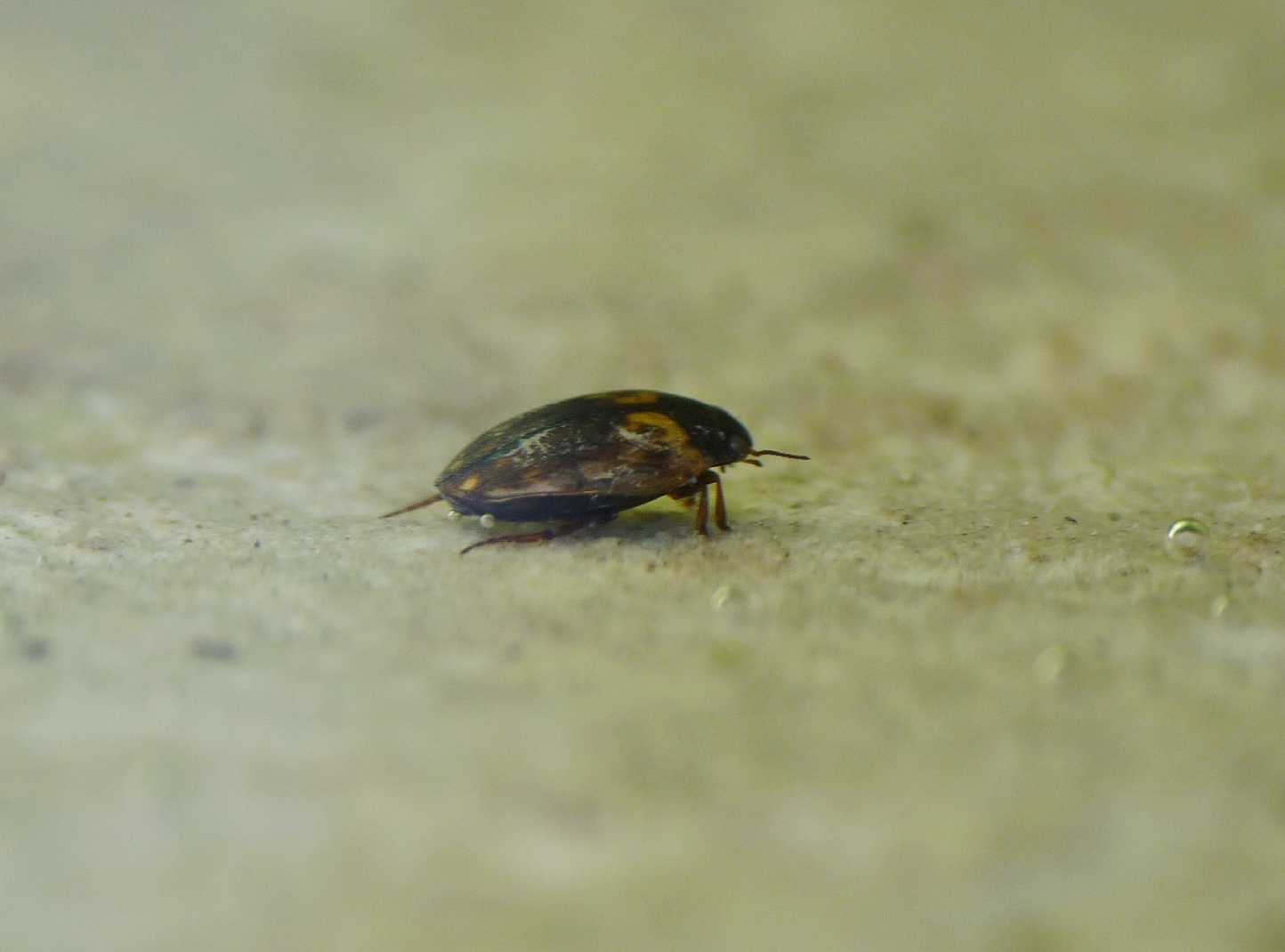Dytiscidae minuscolo ( Hydroporus tessellatus)